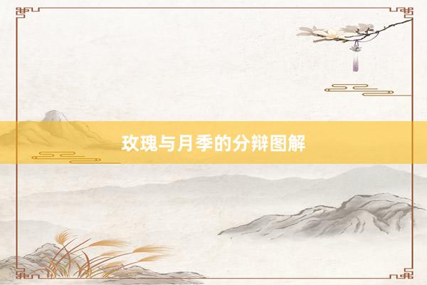 玫瑰与月季的分辩图解